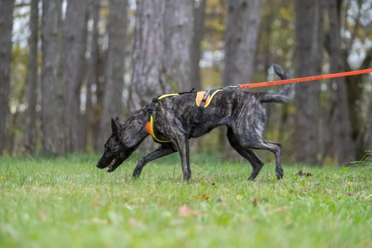 miért válaszd vízálló pórázainkat?