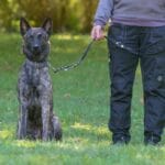 Hogyan válasszunk pórázt?