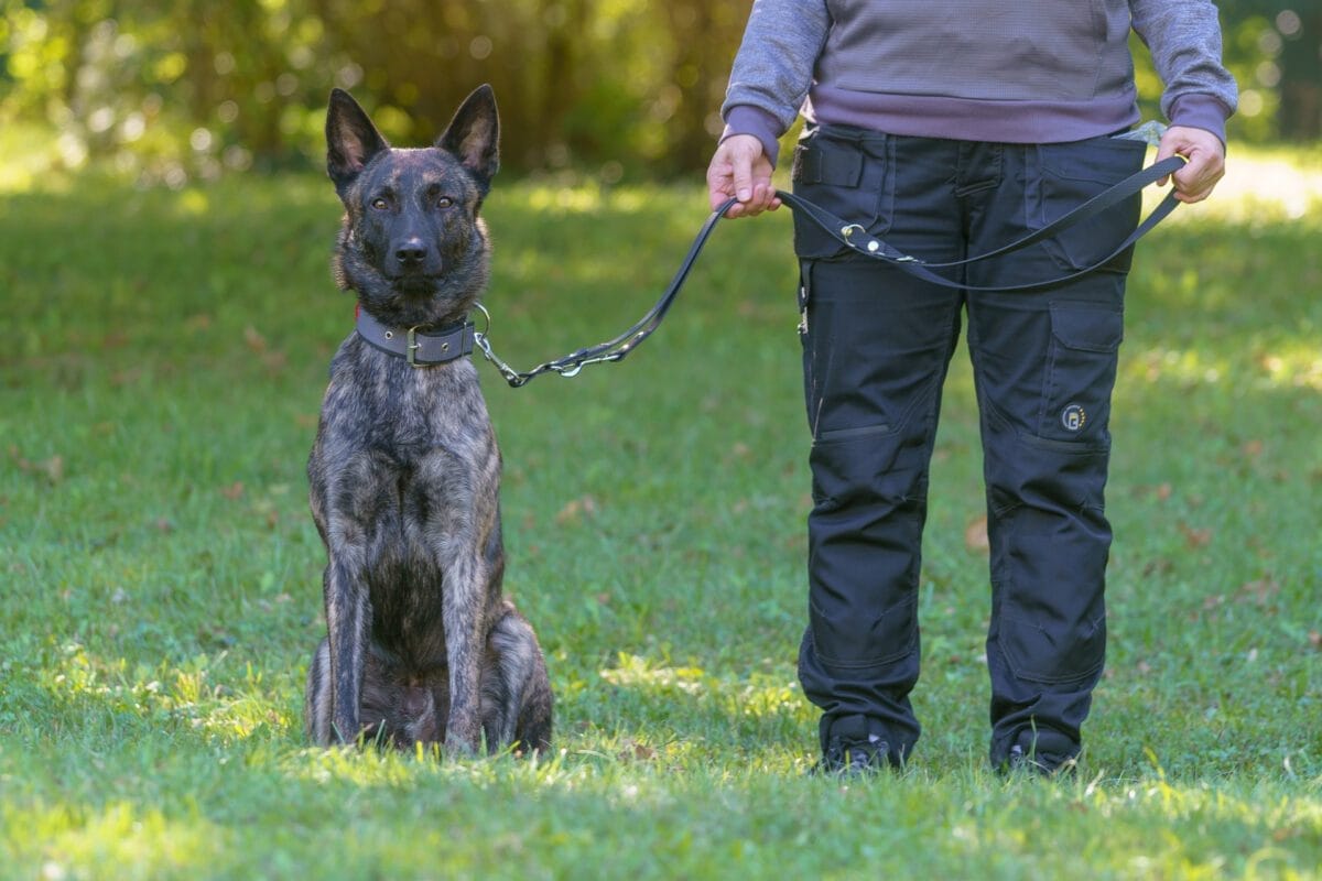 hogyan válasszunk pórázt?